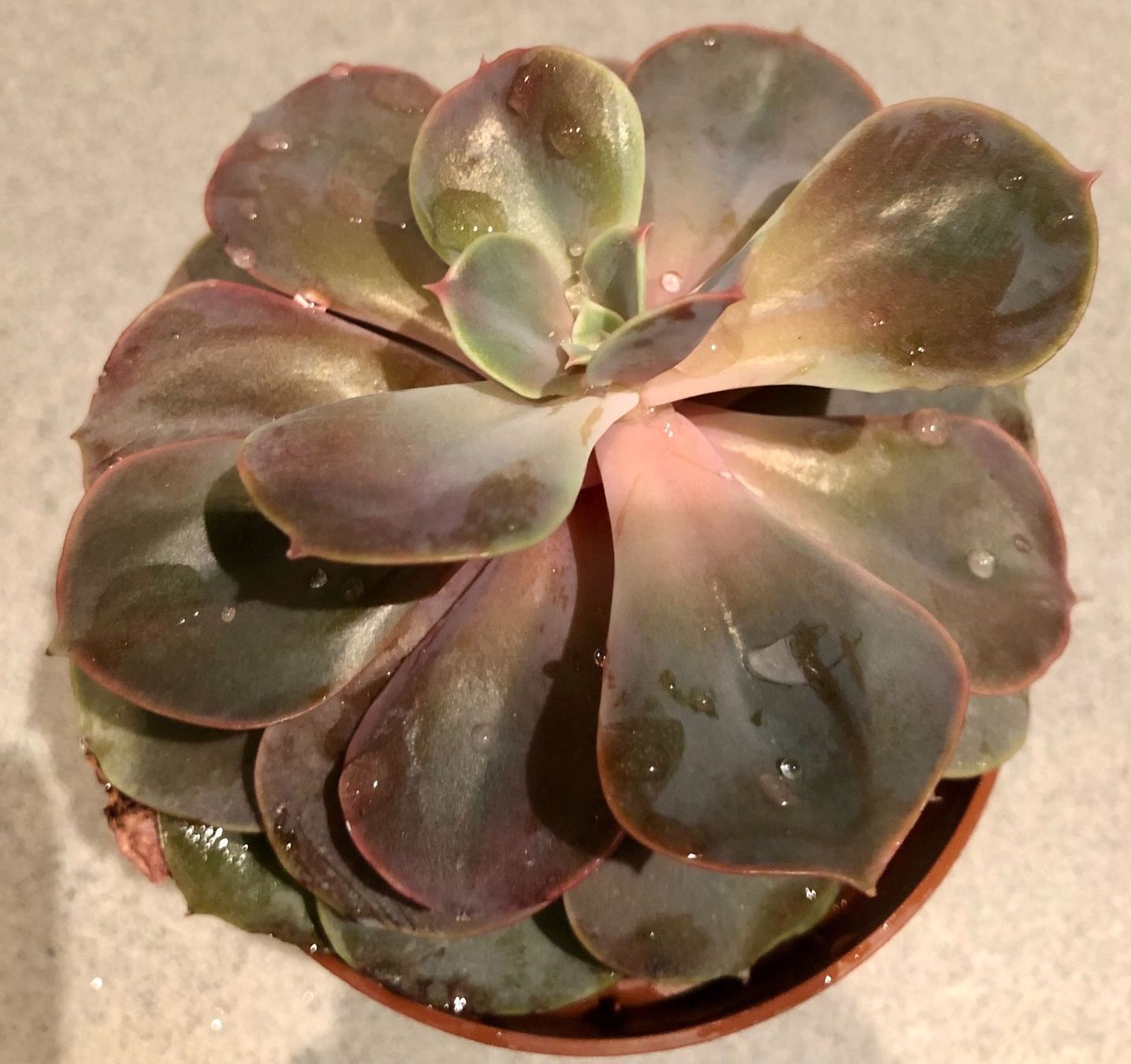 Pflanzen & Samen: Sukkulente Echeveria PERLE VON NÜRNBENG – Neu und originalverpackt aus Rovio von POSITIFFARTandPLANTS 3