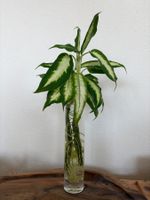 Diffenbachia