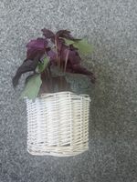 Schöne Heuchera/Purpurglöckchen im Korb - Herbstdeko!