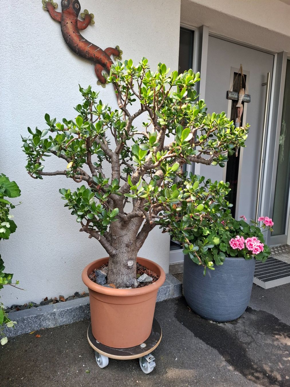 Piante & sementi: Crassula Ovata, Geldbaum in Baumform – Usato da Bennau venduto da Hhampi 1