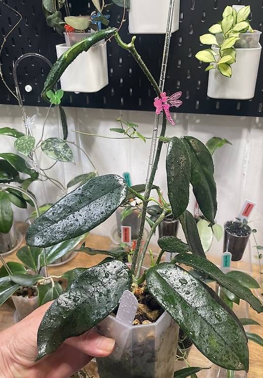 Plantes & graines: Hoya villosa – D'occasion à Schönholzerswilen par Leavylounge