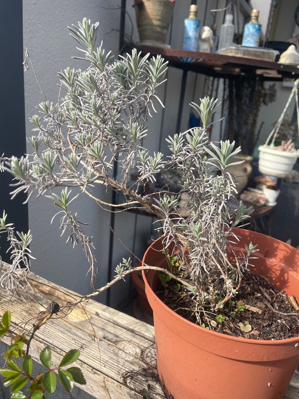 Piante & sementi: Lavandula Angustifolia - LAVENDEL – Nuovo (secondo la descrizione) da Buchs AG venduto da fischli610 5