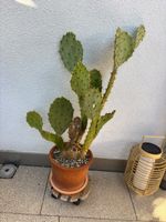 Opuntia Kaktee im Topf guter Zustand