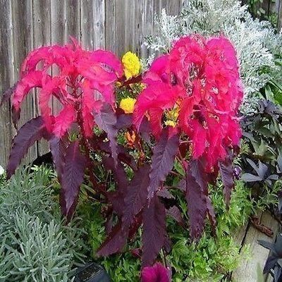 Piante & sementi: Amaranthus Early Splendor  25g – Nuovo (secondo la descrizione) da Bremblens venduto da FIBONACCI369 1