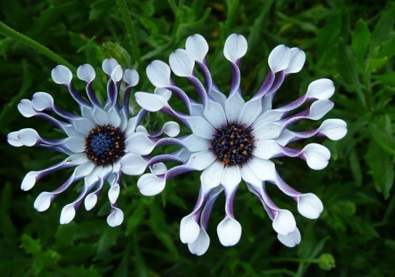 Piante & sementi: Osteospermum ecklonis  FLEUR RARE  10g – Nuovo (secondo la descrizione) da Bremblens venduto da FIBONACCI369 2