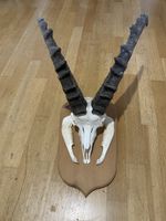 Steinbock Trophäe Graubünden Wanddeko Jagd 47
