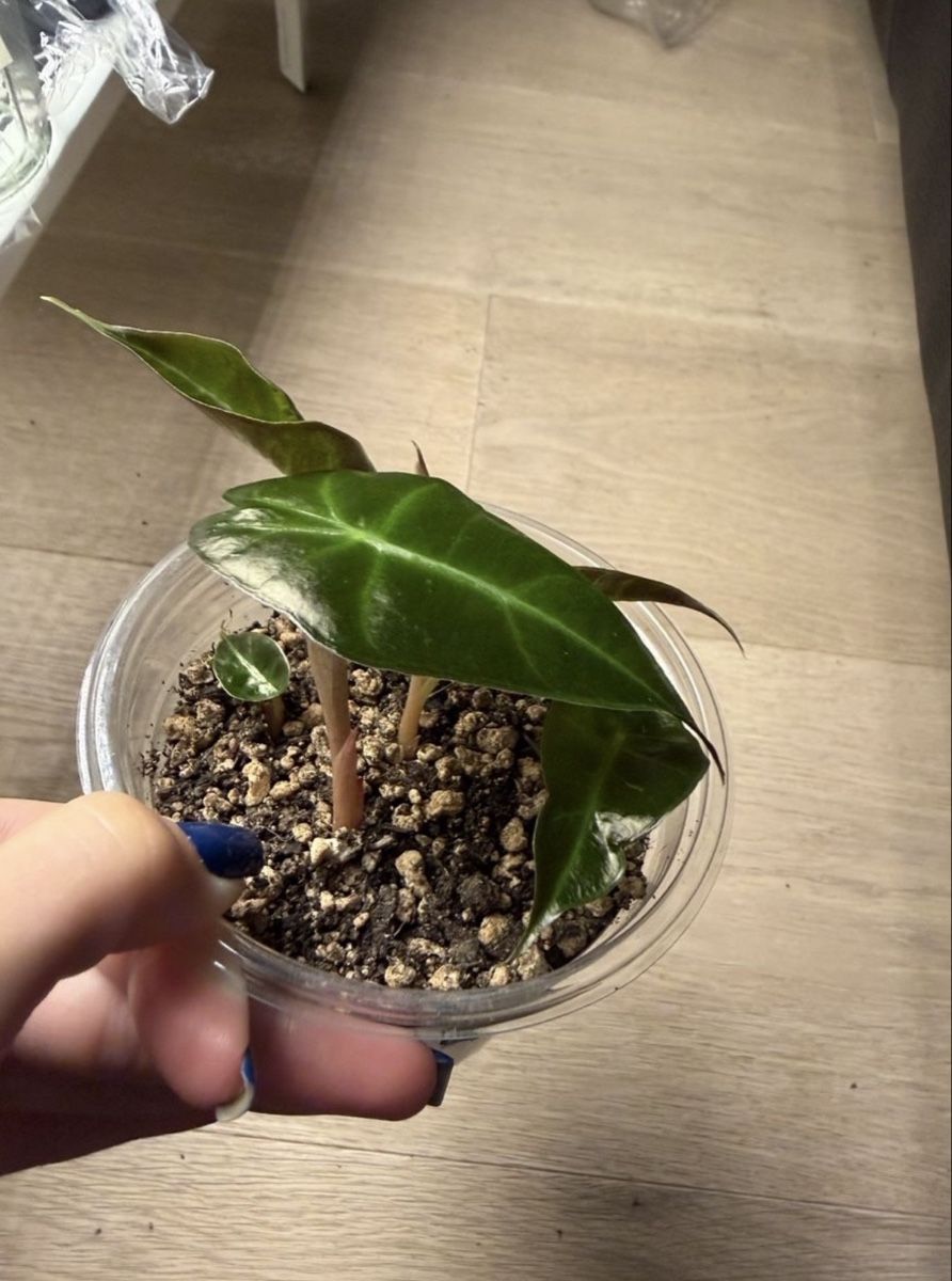 Piante & sementi: Alocasia Polly – Nuovo e nell'imballaggio originale da Wikon venduto da a_d_rbro 1