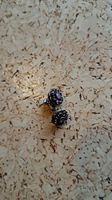 Ohrstecker Messing Gold mit violetten Steinen