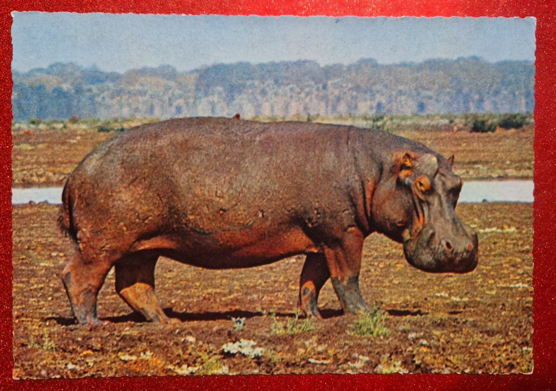 Cartoline postali: Nilpferd Flusspferd Hippo Afrika top! – Nuovo (secondo la descrizione) da Melchnau venduto da Arthurius