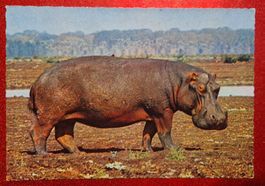 Nilpferd Flusspferd Hippo Afrika top!