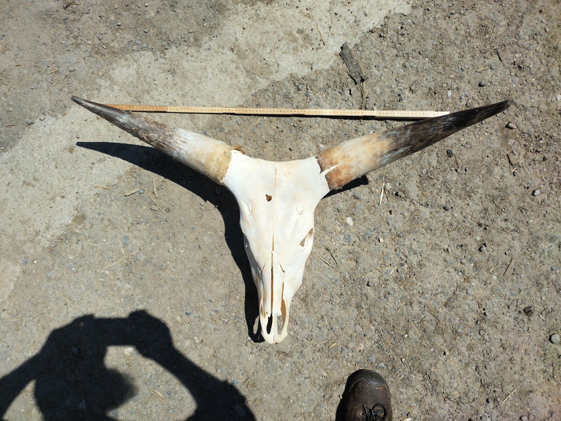Il mondo degli animali: Grosser Kuhschädel – Usato da Wettingen venduto da Bwalti