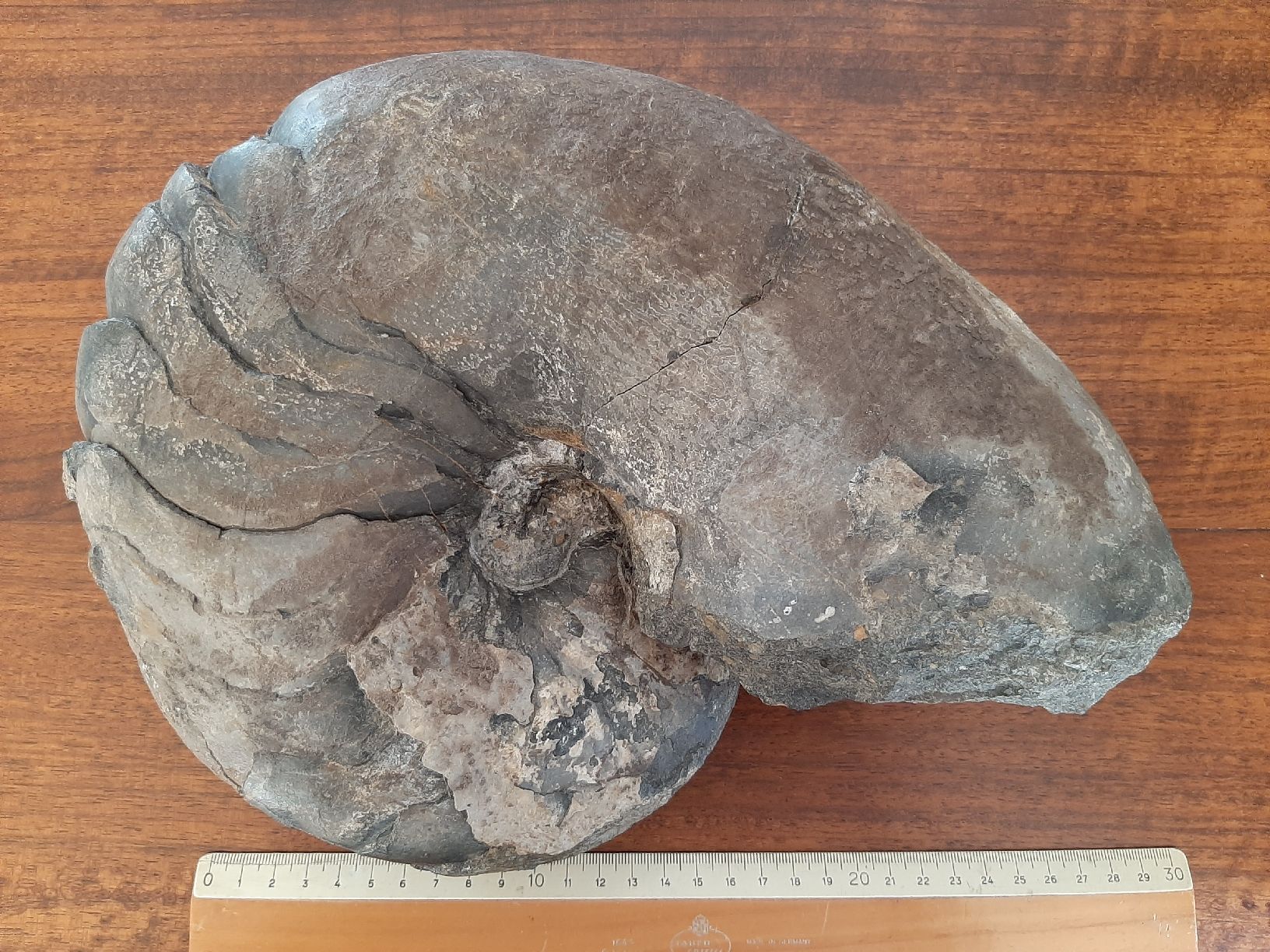 Fossili: Schöner Nautilus – Usato da Rickenbach BL venduto da Oktober68