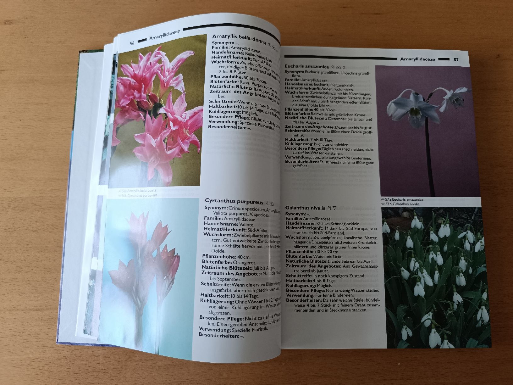 Bücher: Bildatlas Schnittblumen, Floristik  – Gebraucht aus Stans von bdml1 1