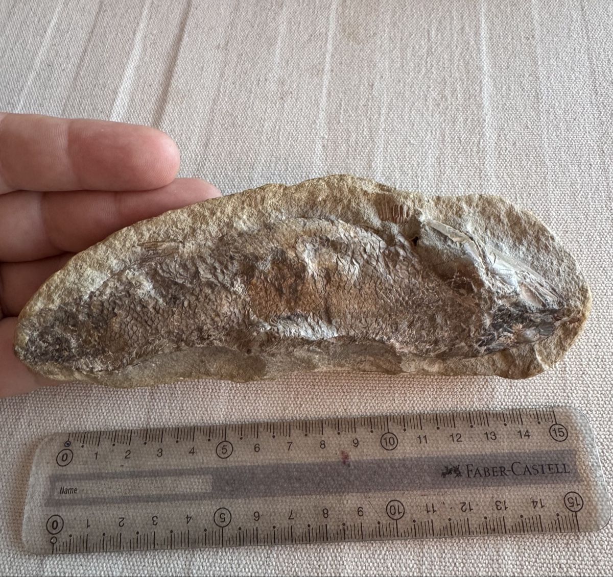 Fossilien: 🔥Fossil fish specimen approximately 16 cm long – Gebraucht aus Morges von SevArt