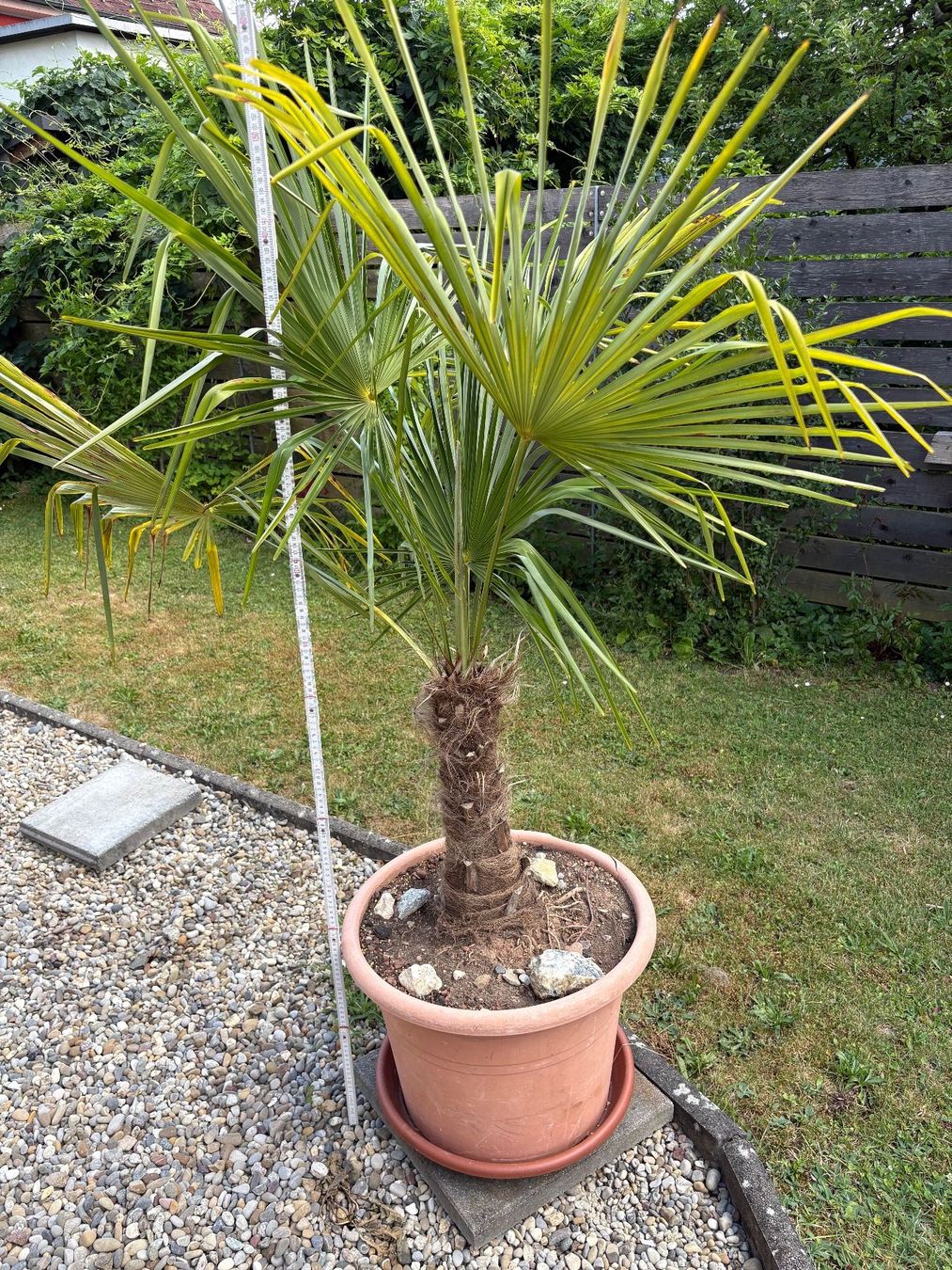 Plantes & graines: Palme – D'occasion à Wiesendangen par plus-minus 1