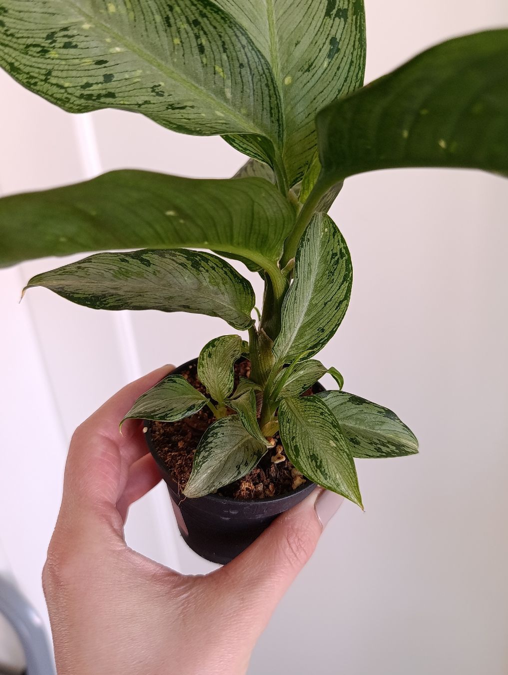 Piante & sementi: Dieffenbachia Snow – Usato da Baar venduto da L.isa28 1