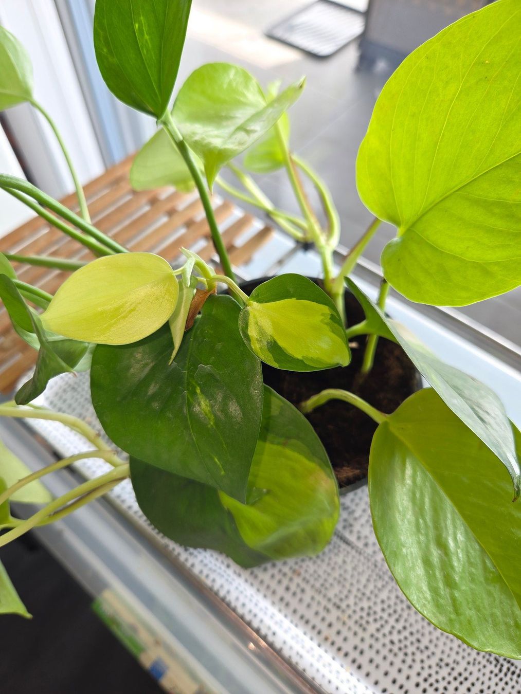 Piante & sementi: ** Mix Epipremnum aureum** – Usato da Broc venduto da omegadlocks 4