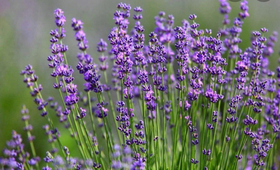 Piante & sementi: Lavendel – Usato da Eschenbach LU venduto da rap_9fdh 2