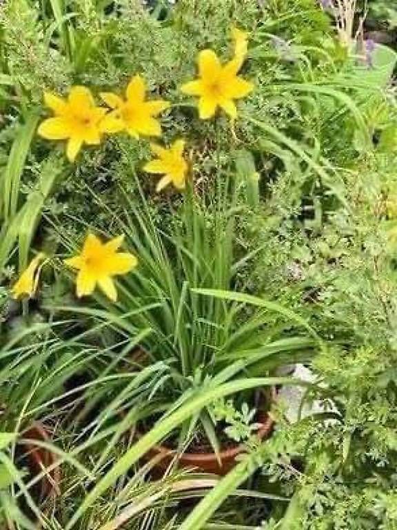 Piante & sementi: gelbe Taglilie – Usato da Frauenfeld venduto da Irene.Schuppli 2