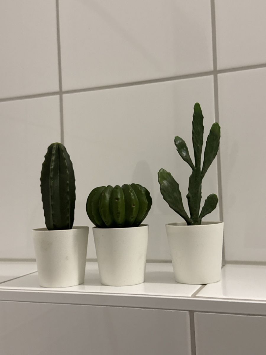Tutte le decorazioni: Dekorative künstliche Pflanzen – Usato da Zofingen venduto da sou_lrx5