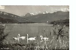 Thunersee mit Schwänen, vom Gwatt-Lischenmoos aus, 1951