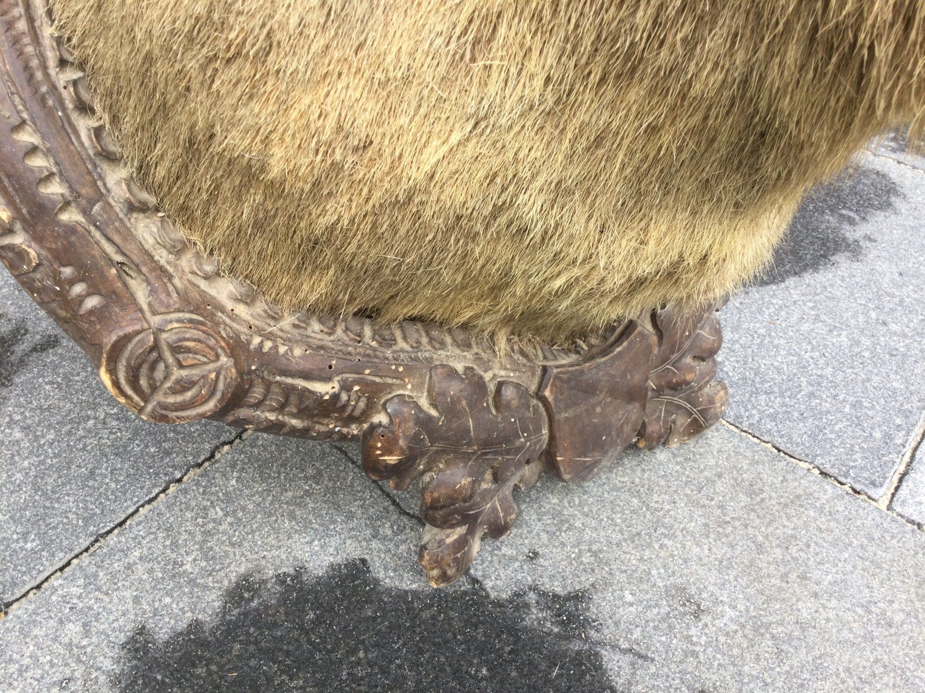 Il mondo degli animali: Antiker defekter ausgestopfter Hirschkopf mit Geweih – Difettoso da Wangen SZ venduto da kuriosum12 4