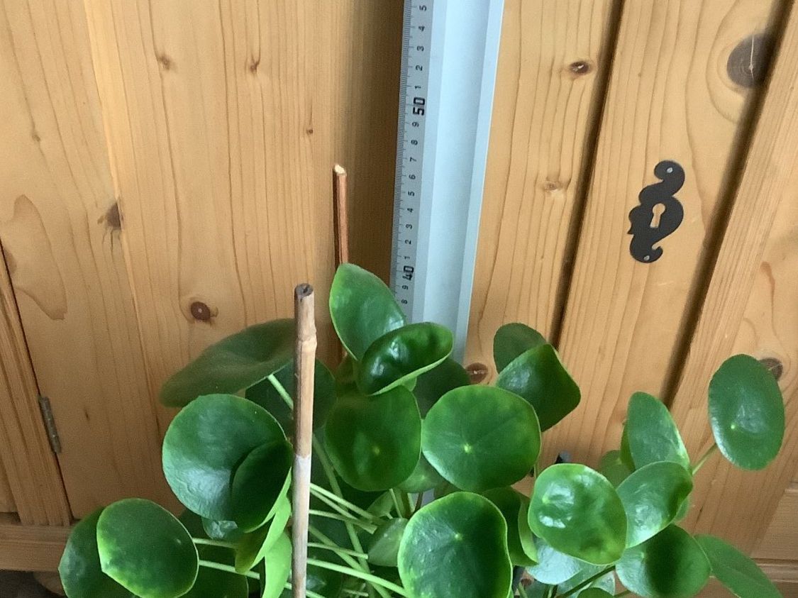 Piante & sementi: Grosse Pilea peperomioides – Usato da Winterthur venduto da Beat8344 2