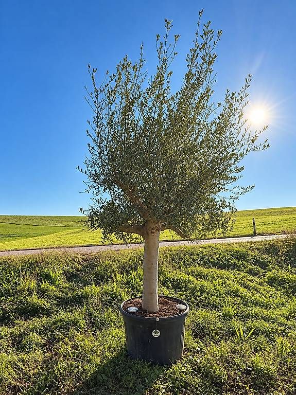 Piante & sementi: Olivenbaum "Olea Europea 8 "winterhart" – Nuovo e nell'imballaggio originale da Zuckenriet venduto da Thur_Plant 1
