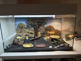 Terrarium ausgerichtet für leopardengeckos