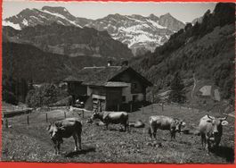 ENGELBERG Im Horbistal - Ende der Welt - Alp mit Kühen