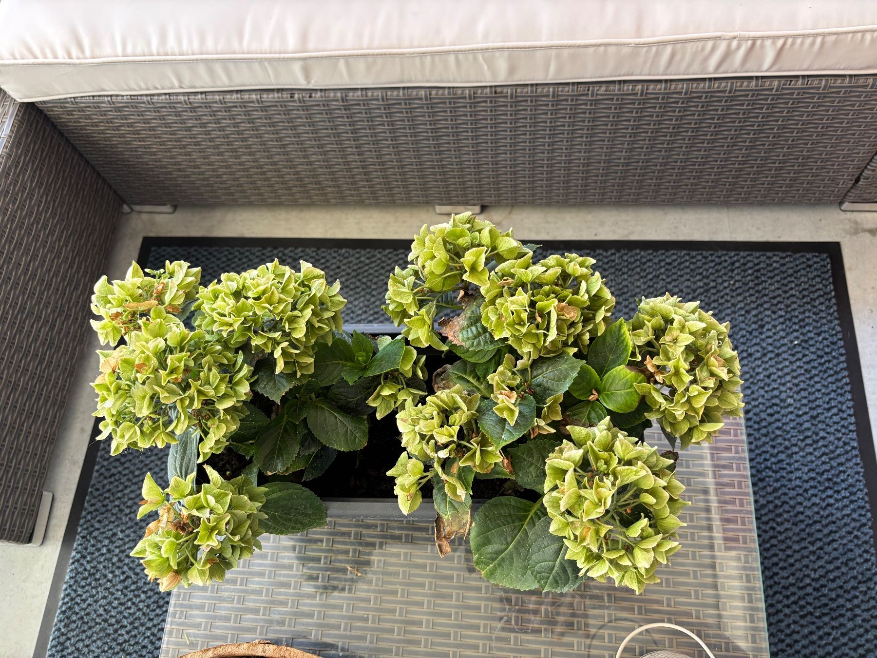 Plantes & graines: Hortensien – D'occasion à Schaffhausen par sina_feivel 1