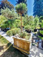 Gartenbonsai 🌳 Pinus Sylvestris