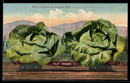 A Carload of Cabbages, riesige Kohlköpf