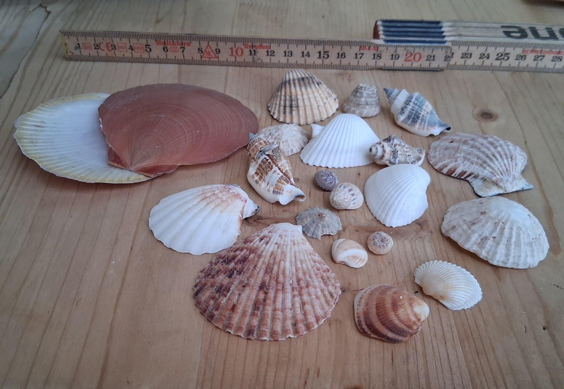 Tutte le decorazioni: Diverse Muscheln für Deko oder Basteln – Usato da Winterthur venduto da sursulapitschi01 2
