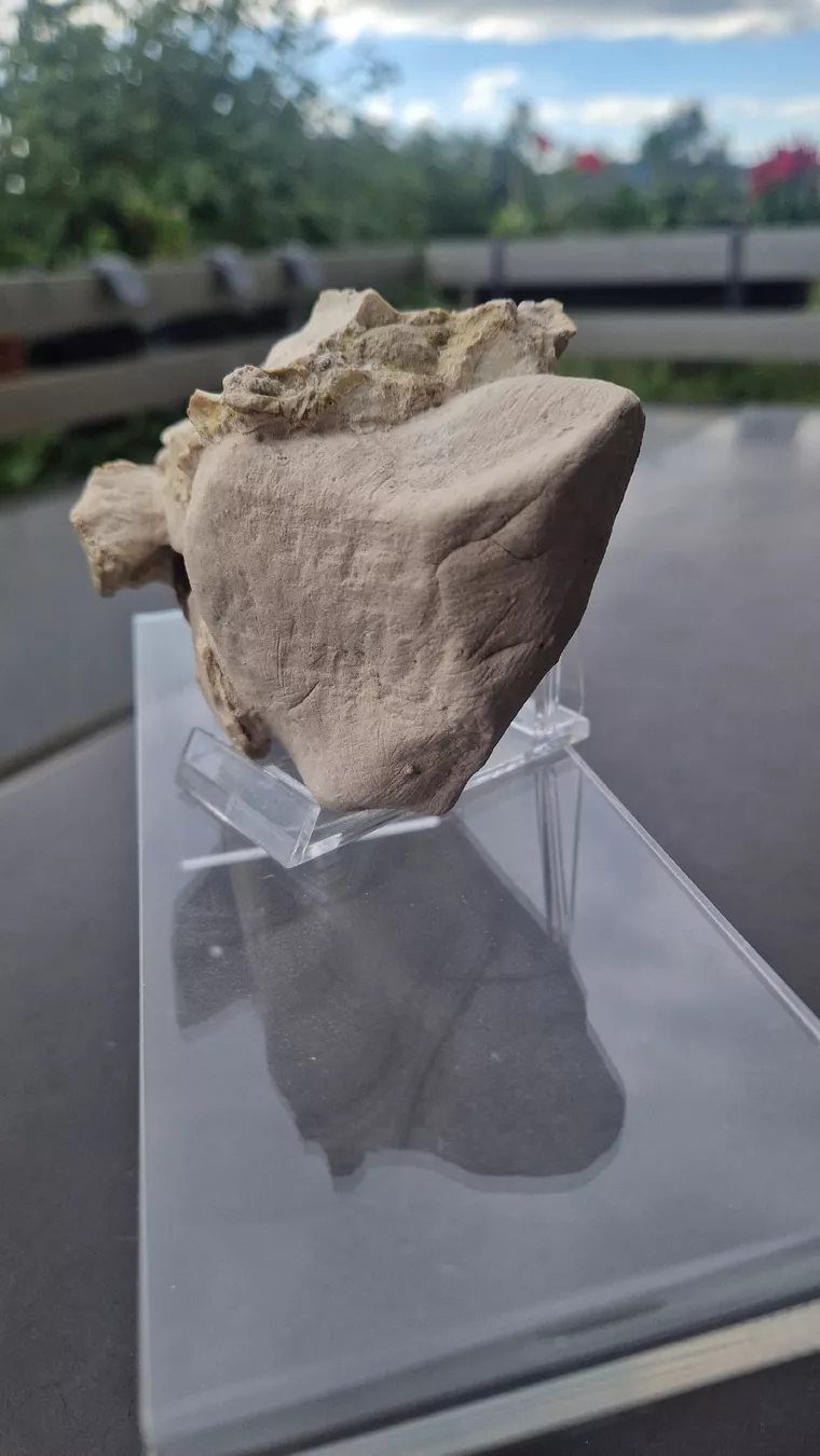 Fossilien: Fossiler Laptauchenia decora – Gebraucht aus Niederhasli von rehauge01 9