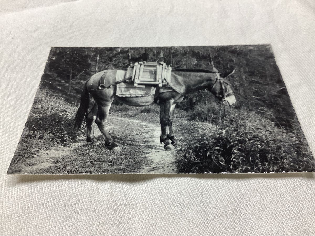 Cartes postales: Diane / la mule de CHANDOLIN – D'occasion à Luc (Ayent) par Rebouille