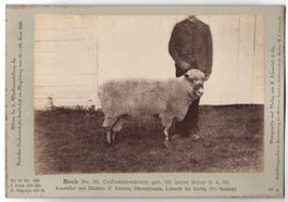 Fotografie H. Schnaebeli, Berlin, Ausste