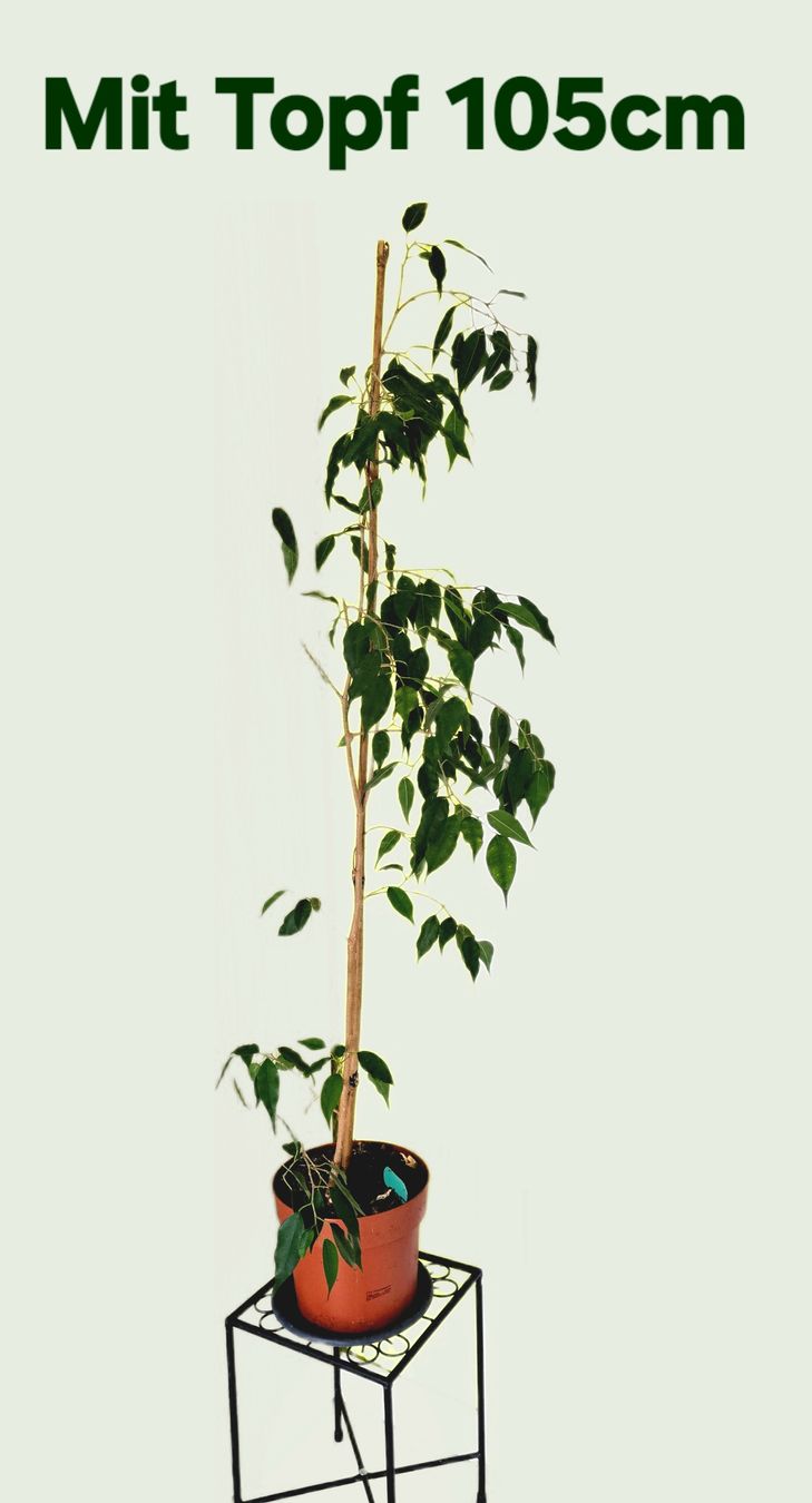 Piante & sementi: Ficus Benjamini Zimmerpflanze  – Usato da Aarburg venduto da Glitzerzauber