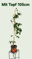 Ficus Benjamini Zimmerpflanze 