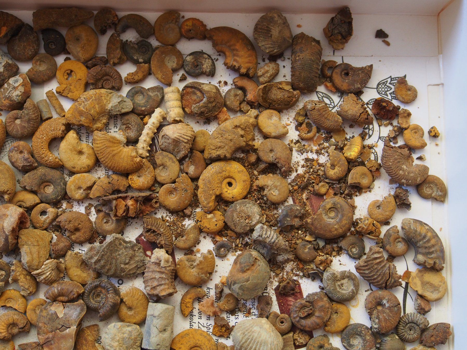 Fossili: lot de petits fossiles +de 500 g – Usato da Ovronnaz venduto da Etagne68 7