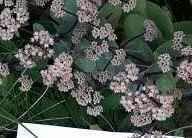 Piante & sementi: Sedum bronce globe fette henne – Nuovo (secondo la descrizione) da Ibach venduto da chaemilochhobbygarte 1