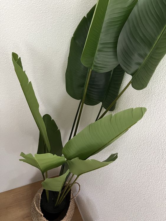 Dekorative Kunstpflanze Strelitzie, Top Zustand, 120cm (Gebraucht) in  Lohn-Ammannsegg fr CHF 30  nur Abholung auf Ricardo kaufen