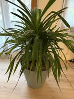 Cordyline Australis Keulenlilie Palme Pflanze Gross mit Topf
