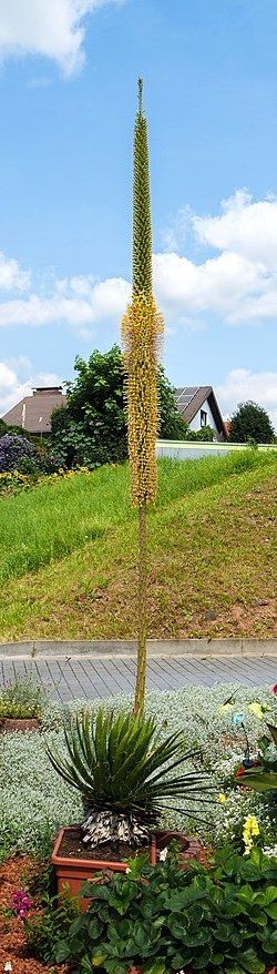 Piante & sementi: Agave filifera in robustem Tontopf – Usato da Geroldswil venduto da botanicals 3