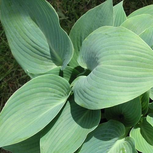 Piante & sementi: Hosta 'Halcyon' 1 PLANT – Nuovo (secondo la descrizione) da Bremblens venduto da FIBONACCI369 2