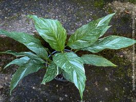 Spathiphyllum Wallisii Albo Variegata aus eigener Vermehrung