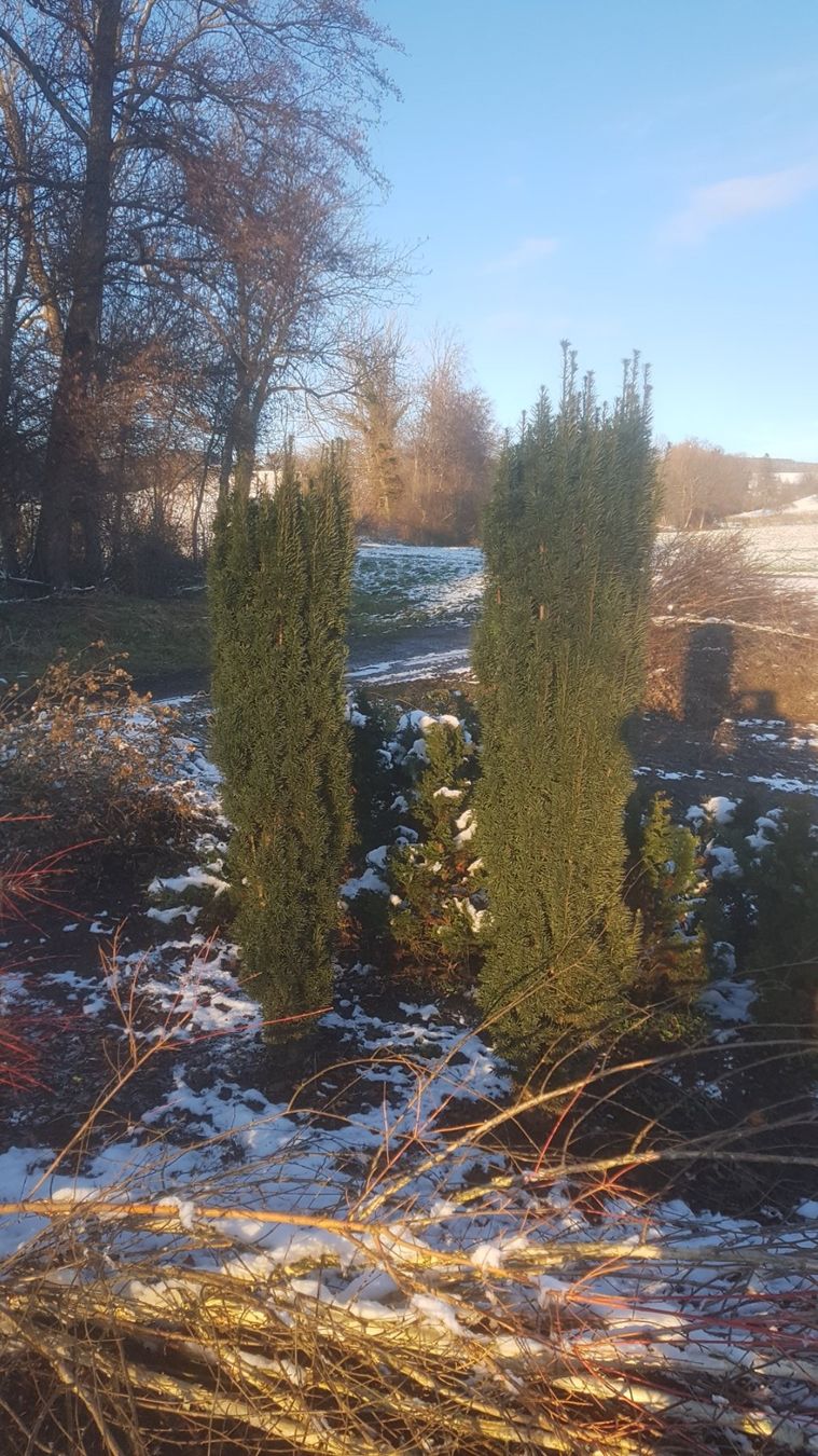 Piante & sementi: Säuleneibe / Eibe / Taxus Fastigiata – Usato da Kleinwangen venduto da obs_yb77 2