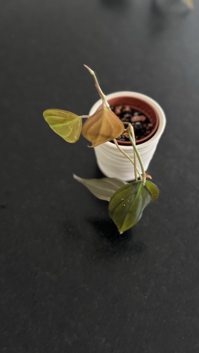 Pflanzen & Samen: Philodendron Micans - Babypflanze #2 – Neu (gemäss Beschreibung) aus Thun von DascheLii 1
