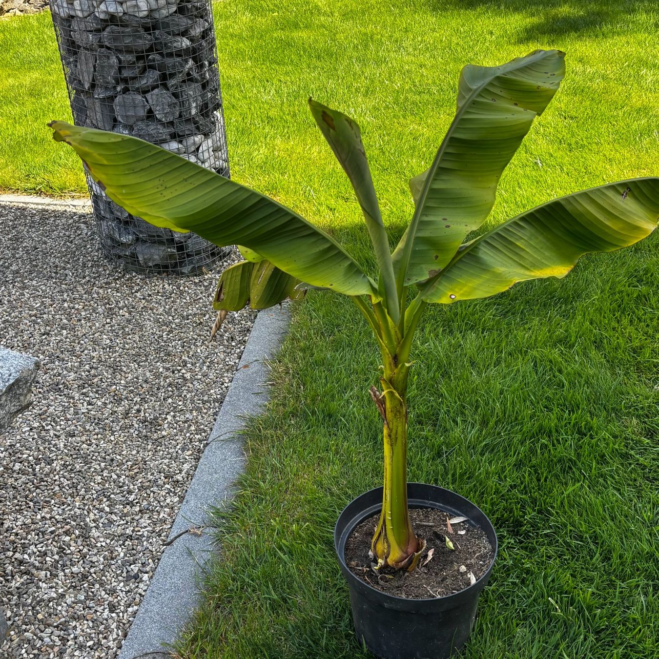 Piante & sementi: Robuster Bananenbaum selbst gezogen. 100cm hoch. Top Sorte. – Usato da Schötz venduto da Bintje20