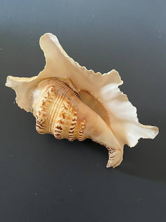 Fossilien: Echte dekorative Meeresschnecke  – Gebraucht aus Zürich von ale_rls2 2